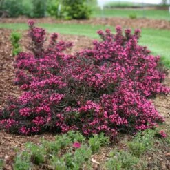 Spilled Wine® Weigela Shrub -Garden Supplies Sales Store Spilled Wine Weigela 1 BB