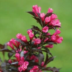 Spilled Wine® Weigela Shrub -Garden Supplies Sales Store Spilled Wine Weigela 3 BB
