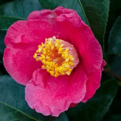 Spring's Promise Camellia Shrub