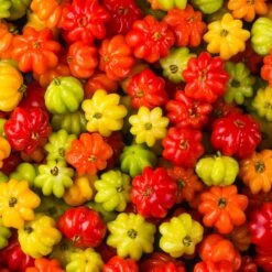 Star Cherry Tree (Pitanga) 9 Star Cherry Tree (Pitanga) -Garden Supplies Sales Store Star Cherry 6 BB