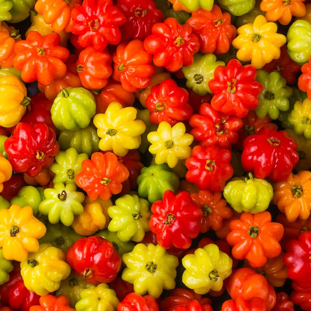 Star Cherry Tree (Pitanga) 4 Star Cherry Tree (Pitanga) - Image 4