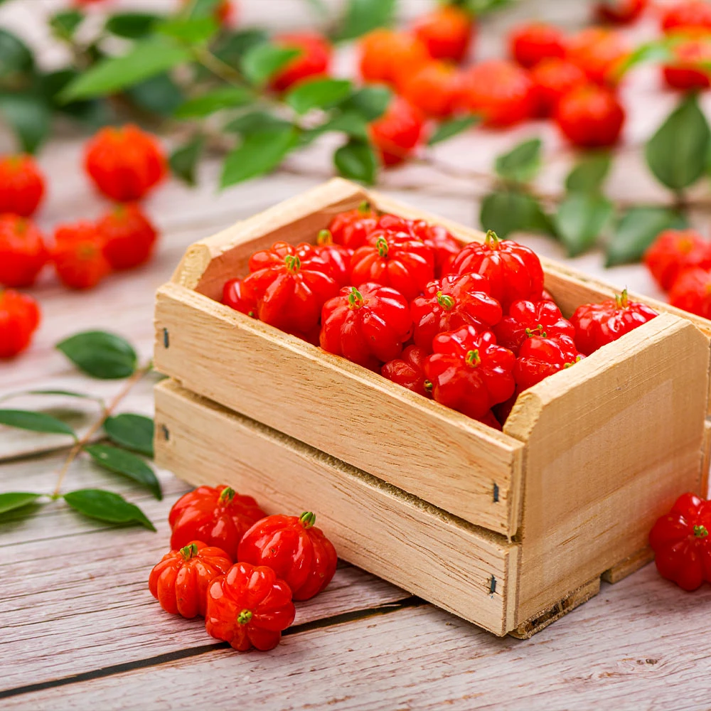 Star Cherry Tree (Pitanga) 2 Star Cherry Tree (Pitanga) - Image 2