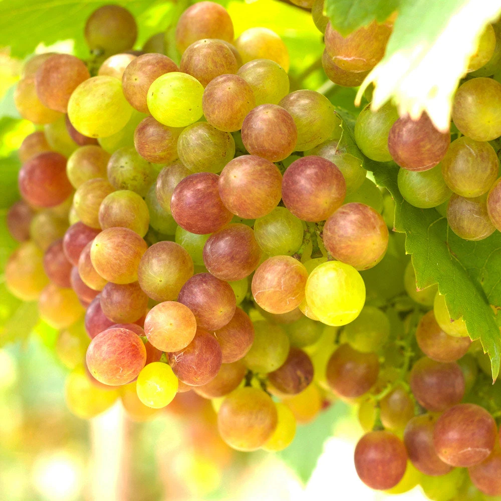 Summit Grape Vine 2 Summit Grape Vine - Image 2