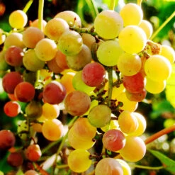 Summit Grape Vine 5 Summit Grape Vine -Garden Supplies Sales Store Summit muscadine Grape 3