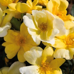 Sunny Knock Out® Rose -Garden Supplies Sales Store Sunny knockout rose Shrub 11 BB