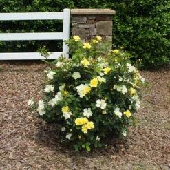 Sunny Knock Out® Rose -Garden Supplies Sales Store Sunny knockout rose Shrub 2 BB