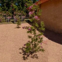 Sweet Bubba Seedless Desert Willow -Garden Supplies Sales Store Sweet Bubba Jone Desert Willow 1