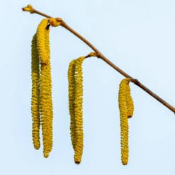 Theta Filbert Hazelnut Tree -Garden Supplies Sales Store THeta FIlbert Hazelnut 3