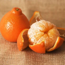 Minneola Tangelo Tree -Garden Supplies Sales Store Tangelo 4 BB