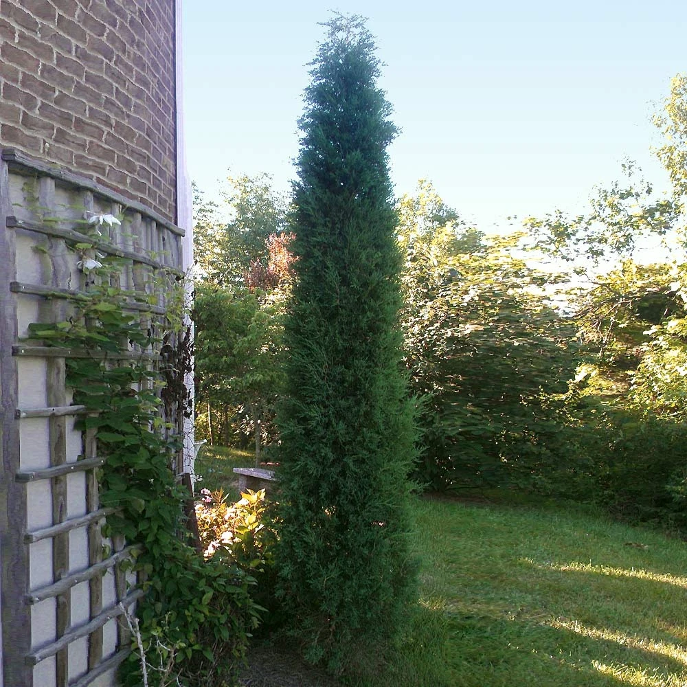 Taylor Juniper Tree 4 Taylor Juniper Tree - Image 4