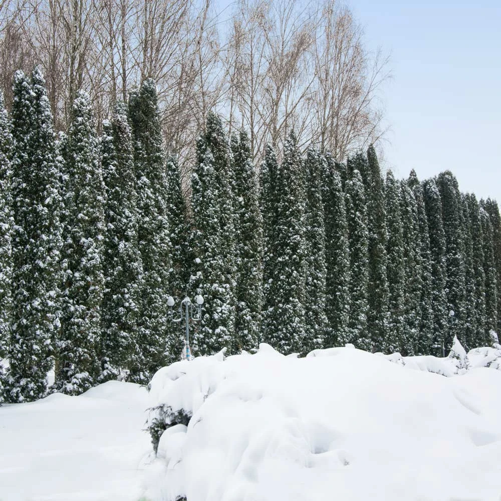 Taylor Juniper Tree 2 Taylor Juniper Tree - Image 2