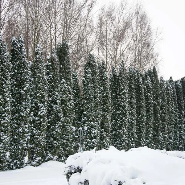 Taylor Juniper Tree 1 Taylor Juniper Tree