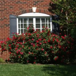 The Grand Champion™ Double Red Rose 6 The Grand Champion™ Double Red Rose -Garden Supplies Sales Store The Grand Champion Rose 1