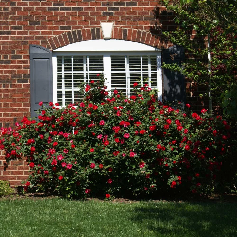 The Grand Champion™ Double Red Rose 3 The Grand Champion™ Double Red Rose - Image 3