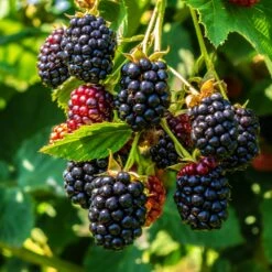 Thornless Blackberry Bush -Garden Supplies Sales Store Thornless Blackberry 3