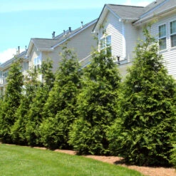 Thuja Green Giant Tree -Garden Supplies Sales Store Thuja Green Giant Tree 3 BB