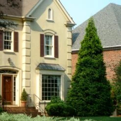 Thuja Green Giant Tree -Garden Supplies Sales Store Thuja Green Giant Tree 4 BB