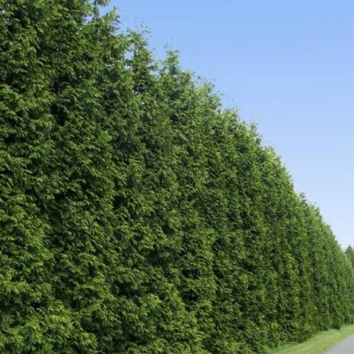 Thuja Green Giant Tree -Garden Supplies Sales Store Thuja Green Giant Tree BB 600x600 33b35905 5595 4f3f b409 78a208c28571