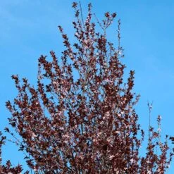 Thundercloud Plum Tree 7 Thundercloud Plum Tree -Garden Supplies Sales Store Thundercloud Flowering Plum 4 BB