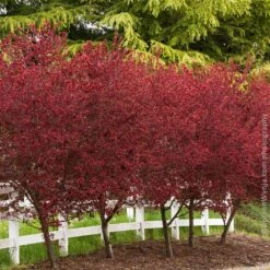 Thundercloud Plum Tree 9 Thundercloud Plum Tree -Garden Supplies Sales Store Thundercloud Flowering Plum 5