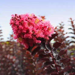 Thunderstruck™ Coral Boom™ Crape Myrtle -Garden Supplies Sales Store Thunderstruck Coral Bloom 5 BB