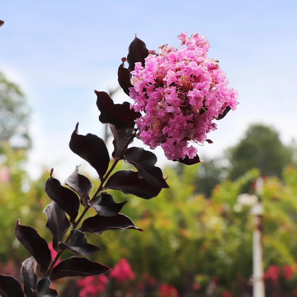 Thunderstruck™ Lavender Blast™ Crape Myrtle 2 Thunderstruck™ Lavender Blast™ Crape Myrtle - Image 2