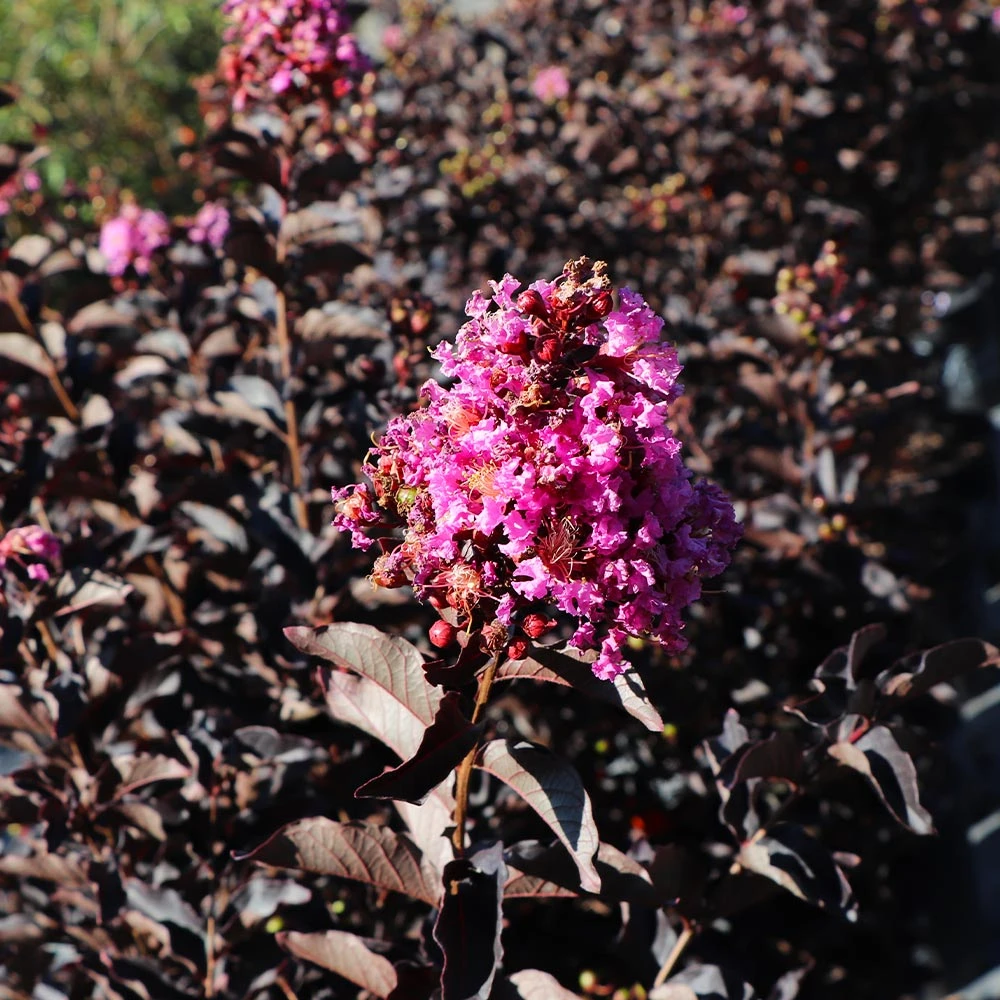 Thunderstruck™ Lavender Blast™ Crape Myrtle 4 Thunderstruck™ Lavender Blast™ Crape Myrtle - Image 4