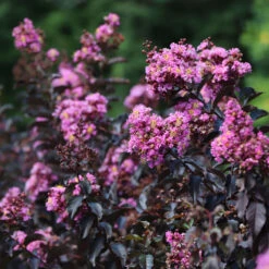 Thunderstruck™ Lavender Blast™ Crape Myrtle 6 Thunderstruck™ Lavender Blast™ Crape Myrtle -Garden Supplies Sales Store Thunderstruck Lavender Blast 7