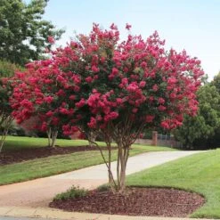 Tonto Red Crape Myrtle Tree -Garden Supplies Sales Store Tonto Crape Myrtle 2