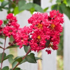 Tonto Red Crape Myrtle Tree -Garden Supplies Sales Store Tonto Crape Myrtle 3 BB