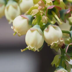 Top Hat Blueberry Bush -Garden Supplies Sales Store TopHat BLueberry 3