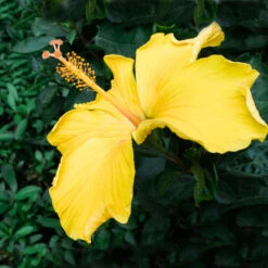 Yellow Tropical Hibiscus Tree -Garden Supplies Sales Store Tropical Hibiscus Yellow 2 BB