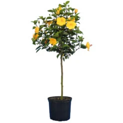 Yellow Tropical Hibiscus Tree -Garden Supplies Sales Store Tropical Hibiscus Yellow 4