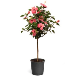 Pink Tropical Hibiscus Tree -Garden Supplies Sales Store Tropical Pink Hibiscus 2