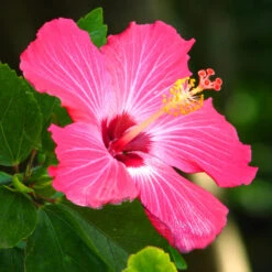 Pink Tropical Hibiscus Tree -Garden Supplies Sales Store Tropical Pink Hibiscus 3 BB