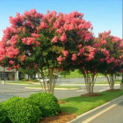 Tuscarora Crape Myrtle Tree 9 Tuscarora Crape Myrtle Tree -Garden Supplies Sales Store Tuscarora Crape myrtle 6 BB