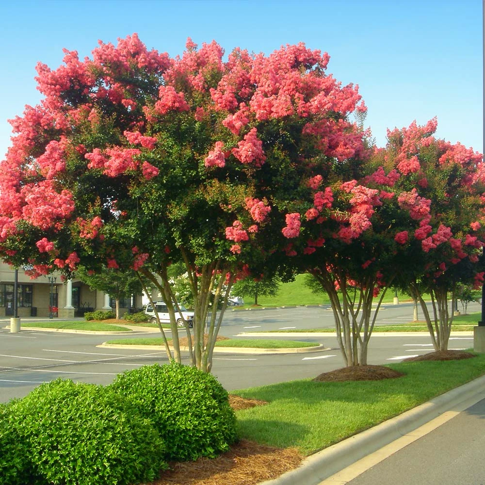 Tuscarora Crape Myrtle Tree 3 Tuscarora Crape Myrtle Tree - Image 3