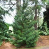 Japanese Umbrella Pine Tree
