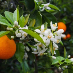 Valencia Orange Tree -Garden Supplies Sales Store Valencia Orange 1