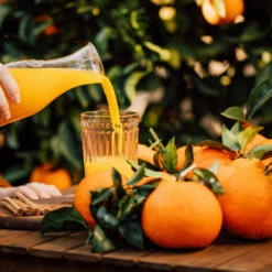 Valencia Orange Tree -Garden Supplies Sales Store Valencia Orange 3 BB