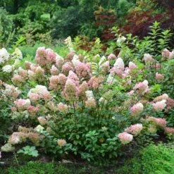 Vanilla Strawberry™ Hydrangea Shrub -Garden Supplies Sales Store Vanilla Strawberry Hydrangea 2 BB