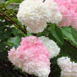 Vanilla Strawberry™ Hydrangea Shrub -Garden Supplies Sales Store Vanilla Strawberry Hydrangea 3 BB