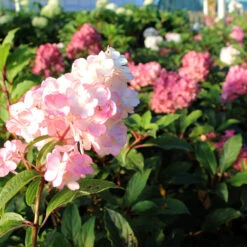 Vanilla Strawberry™ Hydrangea Tree 6 Vanilla Strawberry™ Hydrangea Tree -Garden Supplies Sales Store Vanilla Strawberry Hydrangea Tree 2 BB
