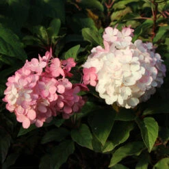 Vanilla Strawberry™ Hydrangea Tree 7 Vanilla Strawberry™ Hydrangea Tree -Garden Supplies Sales Store Vanilla Strawberry Hydrangea Tree 3 FGT