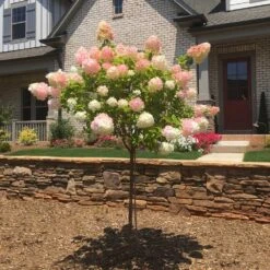 New Release -Garden Supplies Sales Store Vanilla Strawberry Hydrangea Tree BB 2