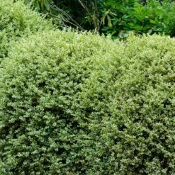 Variegated Boxwood Shrub -Garden Supplies Sales Store Variegated Boxwood 1