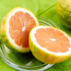 Pink Variegated Eureka Lemon Tree -Garden Supplies Sales Store Variegated Pink Eureka 7 BB