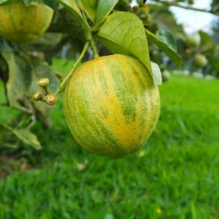 Pink Variegated Eureka Lemon Bush 6 Pink Variegated Eureka Lemon Bush -Garden Supplies Sales Store Variegated Pink Eureka Tree 7 BB