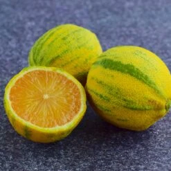 Pink Variegated Eureka Lemon Bush 7 Pink Variegated Eureka Lemon Bush -Garden Supplies Sales Store Variegated Pink Eureka Tree 8 BB