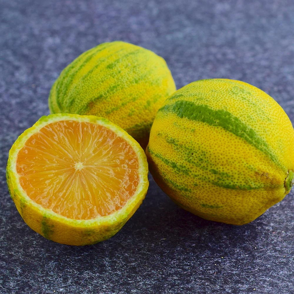 Pink Variegated Eureka Lemon Bush 4 Pink Variegated Eureka Lemon Bush - Image 4